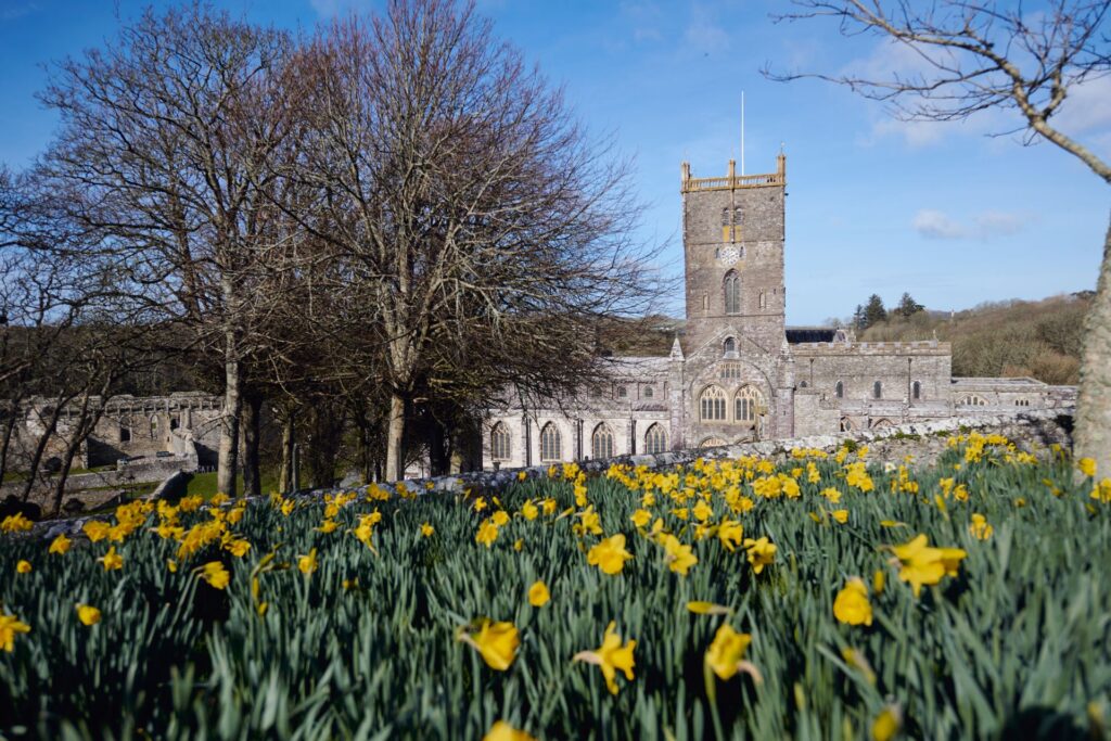 St Davids Cathedral showing field of daffodils in foreground
