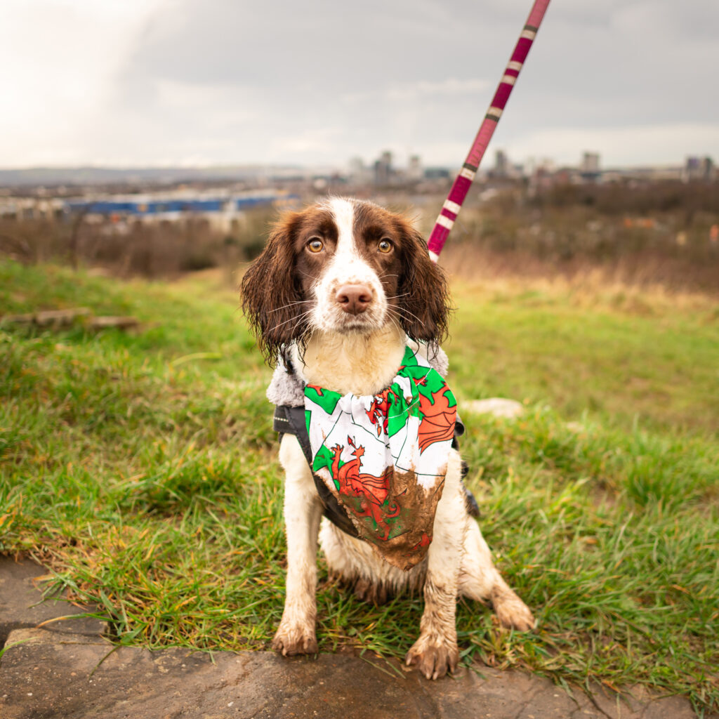 Spaniel dog with Welsh flag bib sitting on grass with lead