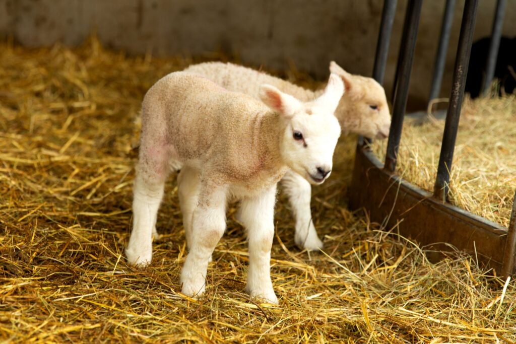 Two lambs standing on hay