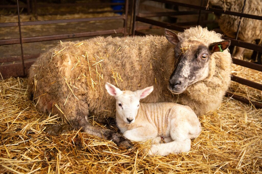 Mother sheep and lamb lying on hay