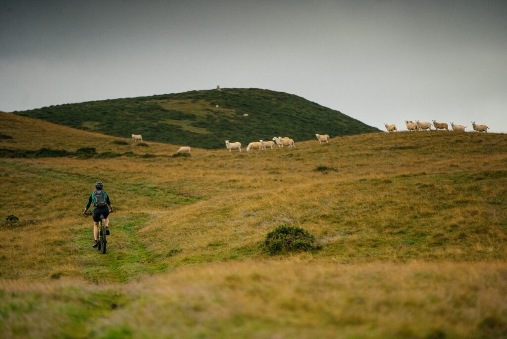 Man cycling and sheep on grassy hills