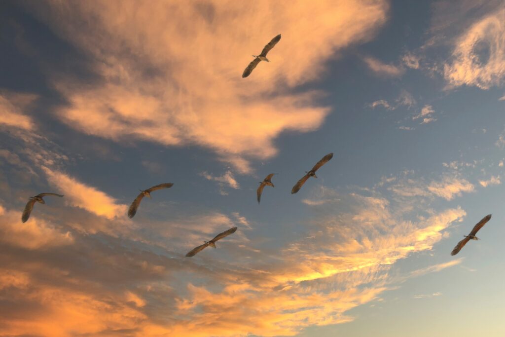 migratory birds on blue sky with pink clouds