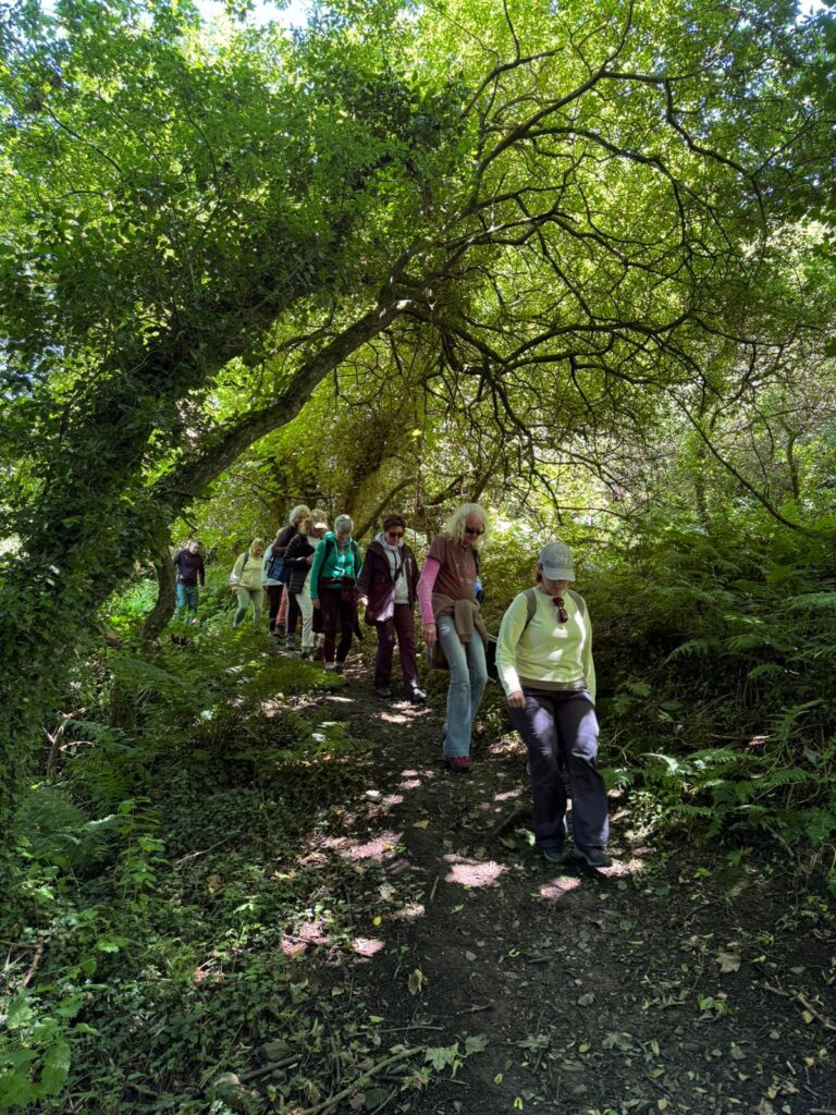 People on nature walk in Cwm Connell woods