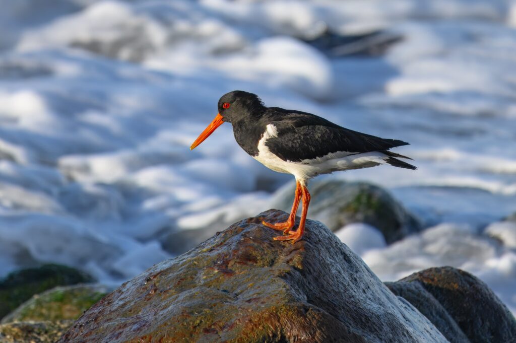 Oystercatcher bird on rock with sea in background