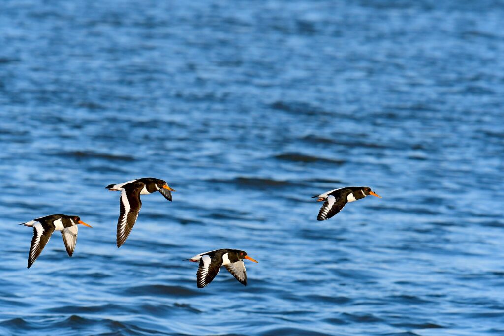 Four Oystercatchers flying over deep blue sea