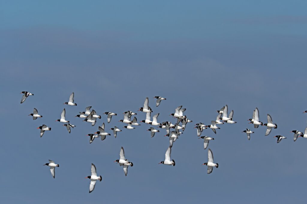 Oystercatchers migrating with blue sky in background