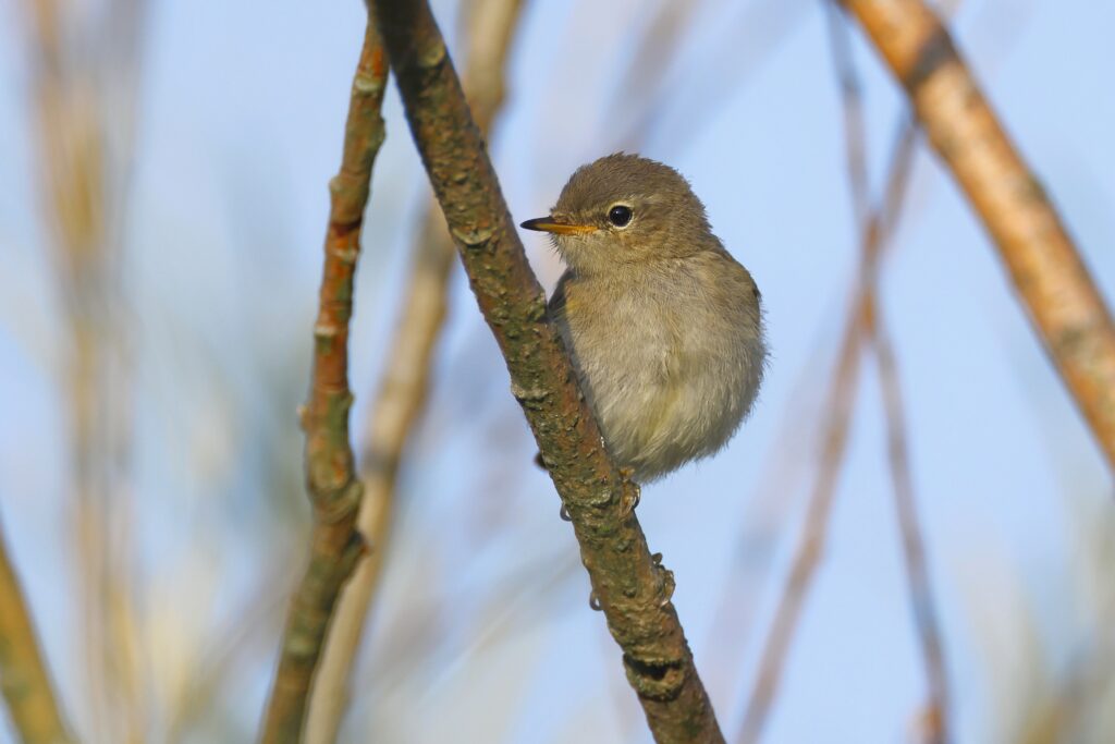 willow warbler on branch 