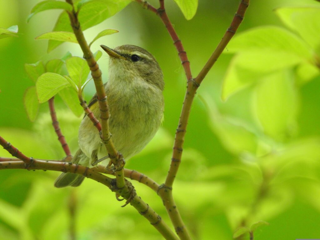 Willow Warbler bird in green bush