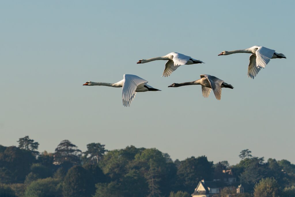 Four swans migrating over tree lined house
