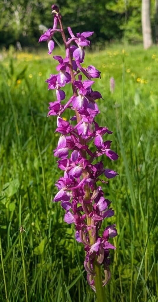 Early Purple Orchid (Orchis mascula)