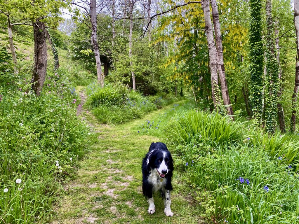 Collie in wood with bluebells