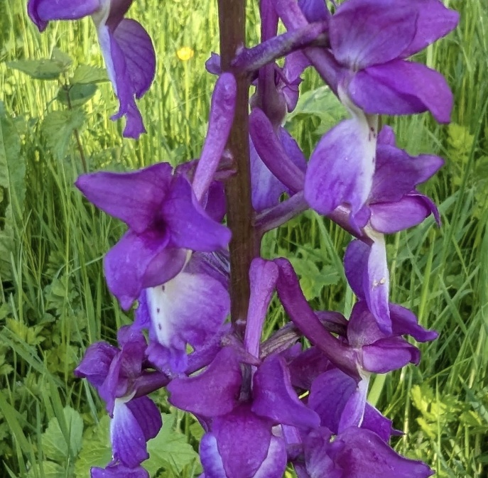 Early Purple Orchid