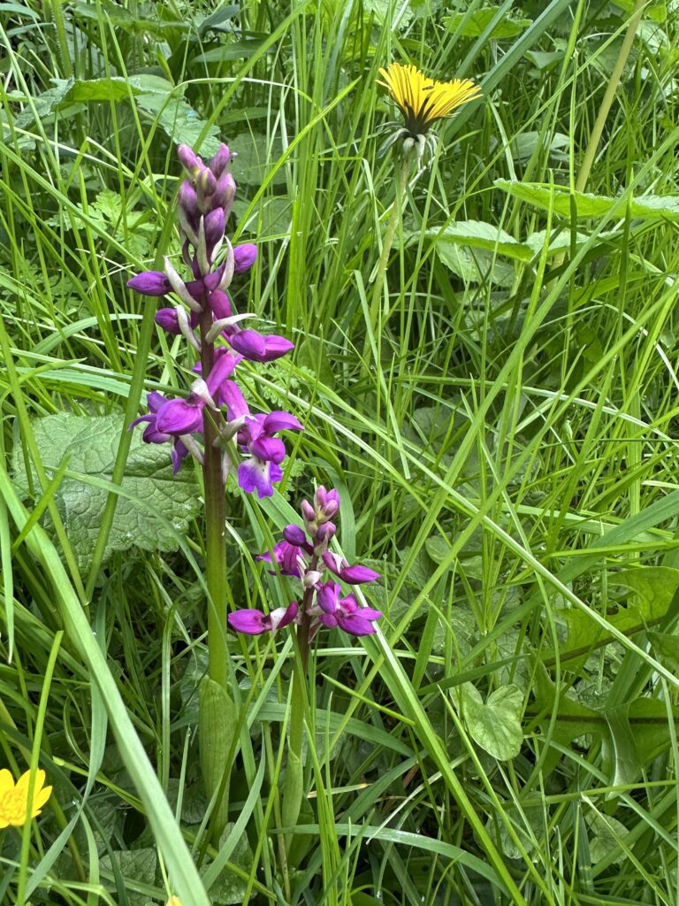 Early Purple Orchid (Orchis mascula)