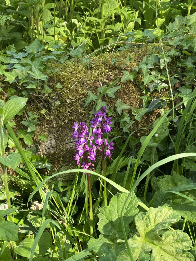 Early Purple Orchid (Orchis mascula)