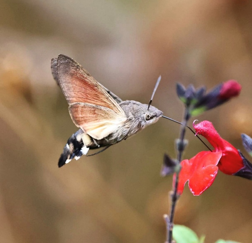 Hummingbird Hawk Moth shown with tongue collecting nectar from red flower