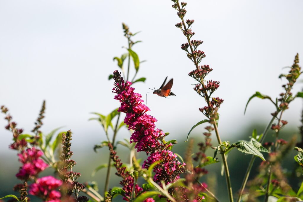 Hummingbird Hawk Moth shown with tongue collecting nectar from pink flowers