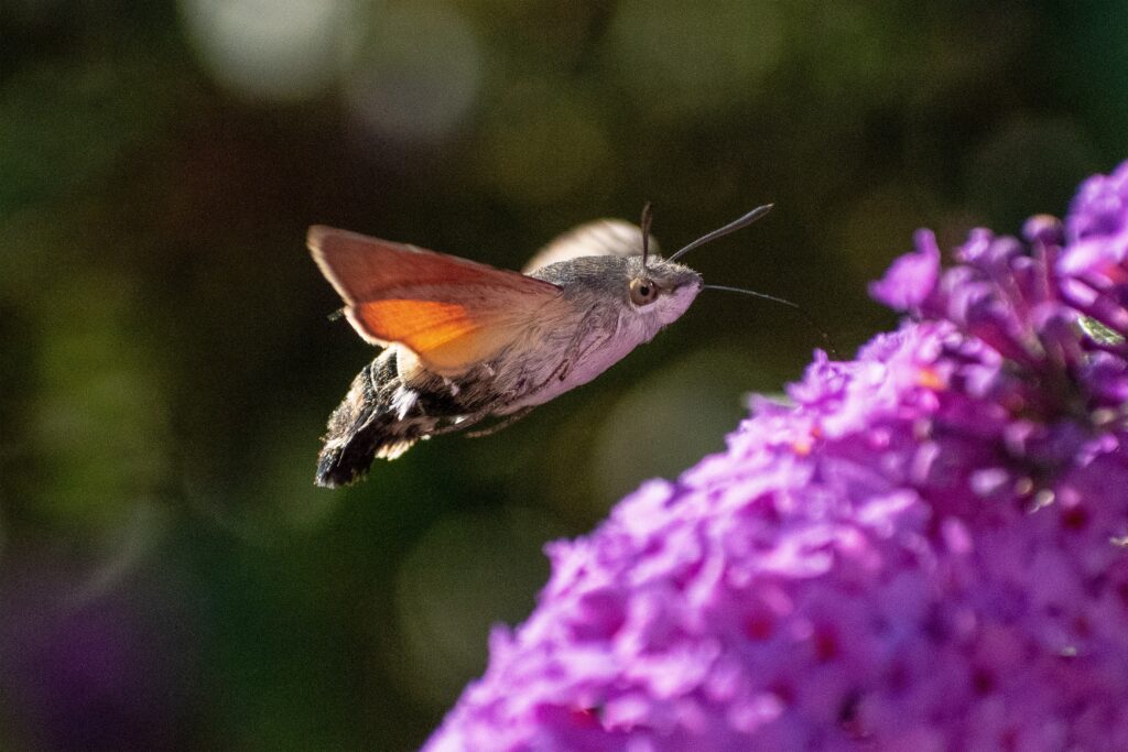 Hummingbird Hawk Moth shown hovering over purple Buddleia